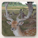 Recherche de cerfs communs dessous de verres Animaux