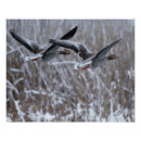 Recherche de oiseau dans la neige posters Noël
