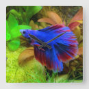 Recherche de splendens de betta art Tropical