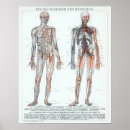 Recherche de anatomy posters Chart