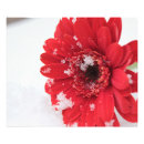 Recherche de gerbera rouge posters Floral