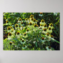 Recherche de cône posters Fleurs