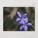 Recherche de orchidée sauvage cartes postales Pour tous