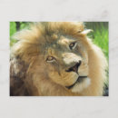 Recherche de lions cartes postales Africain
