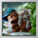 Recherche de chaton gris posters Mignonette