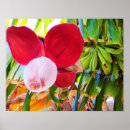 Recherche de bananier posters Nature