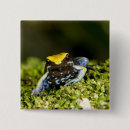Recherche de vertebre badges Grenouille