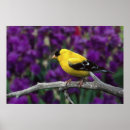 Recherche de oiseau chanteur posters Fleur