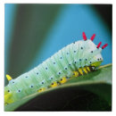 Recherche de chenille carreaux Bogue