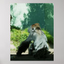 Recherche de pensivement posters Faune