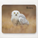 Recherche de hibou neigeux tapis souris Faune