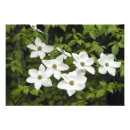 Recherche de fleurs de cornouiller posters Floraison