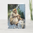 Recherche de singes noël cartes Famille