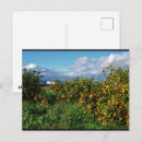 Recherche de orangeraie cartes postales Oranges