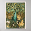 Recherche de paon posters Coloré