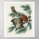 Recherche de chouette posters Oiseau