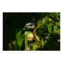Recherche de tropical bird posters Nature