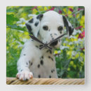 Recherche de dalmatien horloges Chiot