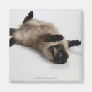 Recherche de personnes de chat magnets Photographie
