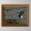 Recherche de mis en danger posters Oiseaux