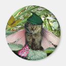 Recherche de chat féerique Chaton
