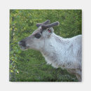 Recherche de laponie magnets Nature