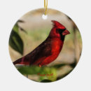 Recherche de cardinal bird Oiseau
