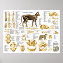 Recherche de squelettique art Anatomie