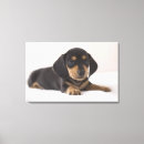 Recherche de animal bébé art Assis