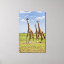 Recherche de camelopardalis de giraffa Jour