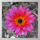 Recherche de la flor posters Marguerite