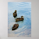 Recherche de canards sauvages posters Sauvagine