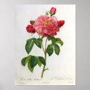 Recherche de pierre joseph redoute posters Fleurs