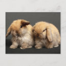 Recherche de rabbin cartes postales Lapin