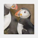 Recherche de macareux atlantique magnets Pélagique