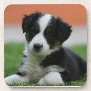 Recherche de chiot border collie de dessous de verres Plomb et pam langrish
