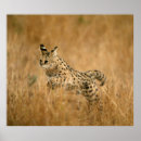 Recherche de carnivore posters Vigilance