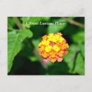 Recherche de couleur vive cartes postales Fleur