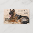 Recherche de repos cartes visite Chien