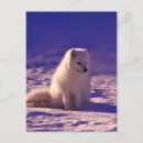Recherche de arctique cartes postales Norway
