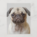 Recherche de visage de carlin cartes postales Chien