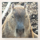 Recherche de capybara bar Sauvage