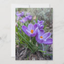 Recherche de fleur de crocus invitations Photographie florale