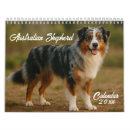 Recherche de shepherd Australien