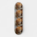 Recherche de chiens skateboards Animal de compagnie