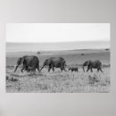 Recherche de african safari posters Black and white