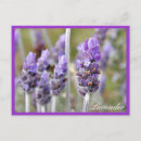 Recherche de fleurs lavande cartes postales Herbe