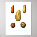 Recherche de potato posters Vegetables