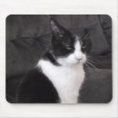 Recherche de photo drôle chien tapis souris Chat