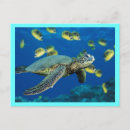 Recherche de tortue de mer verte cartes postales Eau